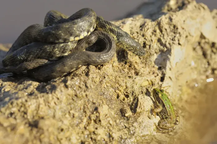 Framed Print : Dice Snake -Natrix tessellata-, basking, focussing gaze on frog in water, Bulgaria Framed Print : Dice Snake -Natrix tessellata-, basking, focussing gaze on frog in water, Bulgaria