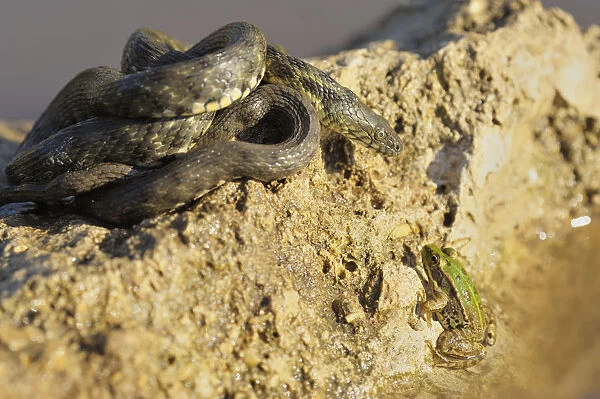 Dice Snake -Natrix tessellata-, basking, focussing gaze on frog in water, Bulgaria