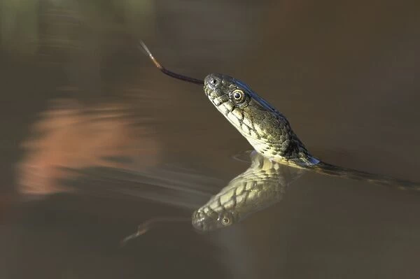 Dice Snake -Natrix tessellata-, darting its tongue, in the water, with reflection, Bulgaria