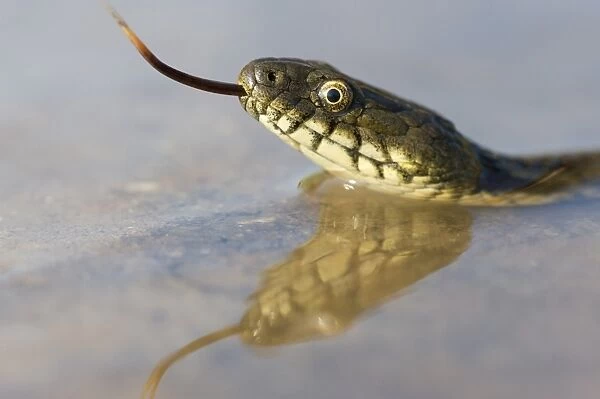 Dice Snake -Natrix tessellata-, darting its tongue, in the water, with reflection, Bulgaria