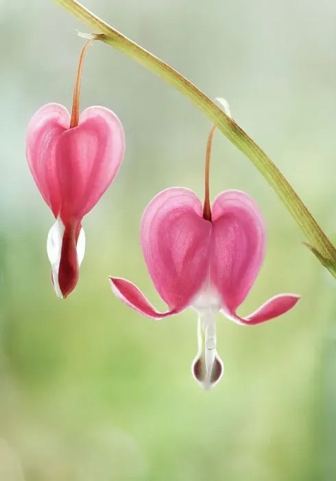 Framed Print : Dicentra. Close up of Dicentra flower