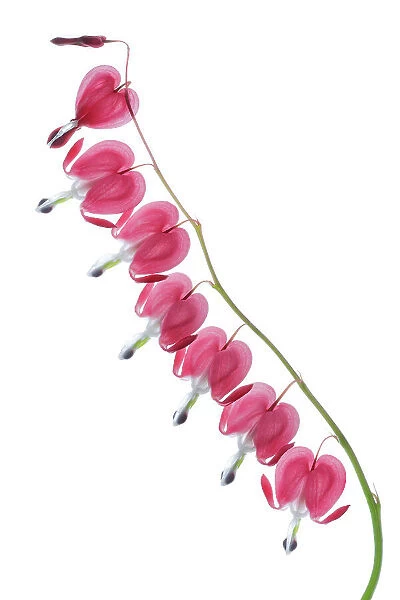 Dicentra. A stem of Dicentra flowers on a white background