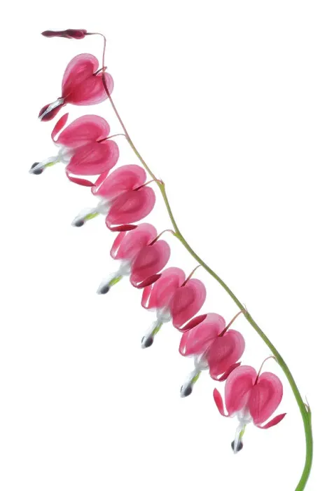 Framed Print : Dicentra. A stem of Dicentra flowers on a white background Framed Print : Dicentra. A stem of Dicentra flowers on a white background