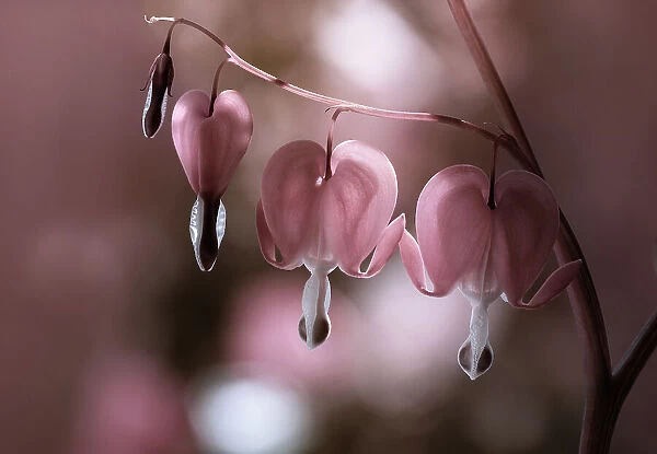 Dicentra flowers, also known as bleeding heart flower
