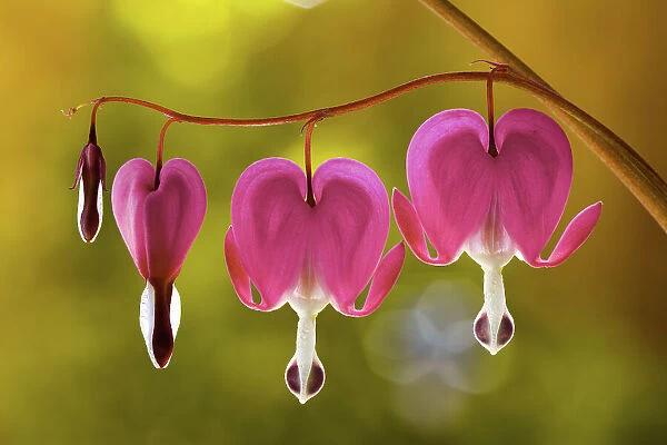 Dicentra. The Dicentra Spectabilis flower, also known as the Bleeding heart flower