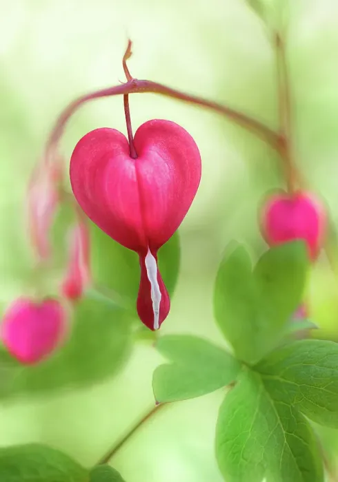 Framed Print : Dicentra dream Framed Print : Dicentra dream