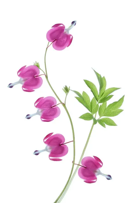 Framed Print : Dicentra flowers
