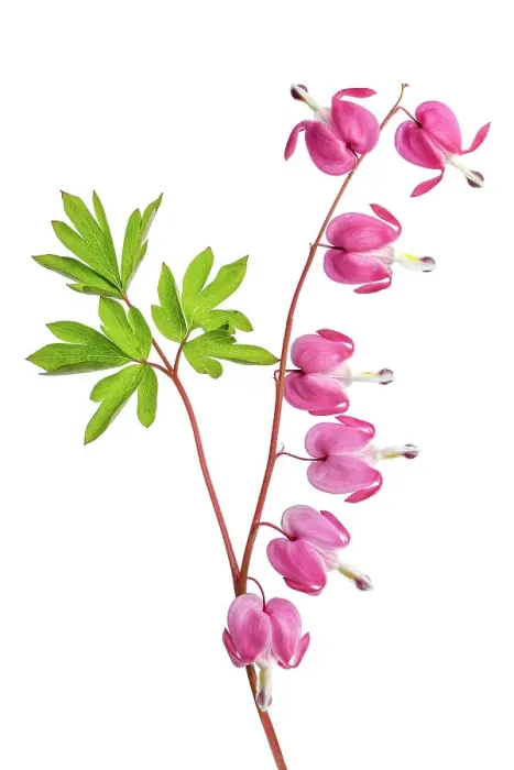 Framed Print : Dicentra flowers Framed Print : Dicentra flowers