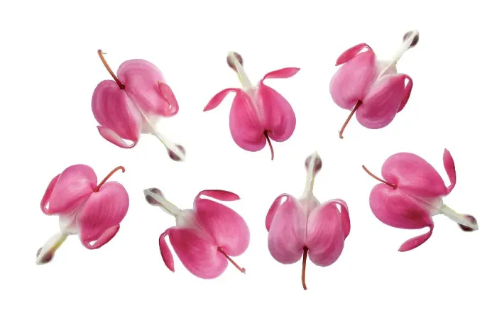 Framed Print : Dicentra Spectabilis Framed Print : Dicentra Spectabilis