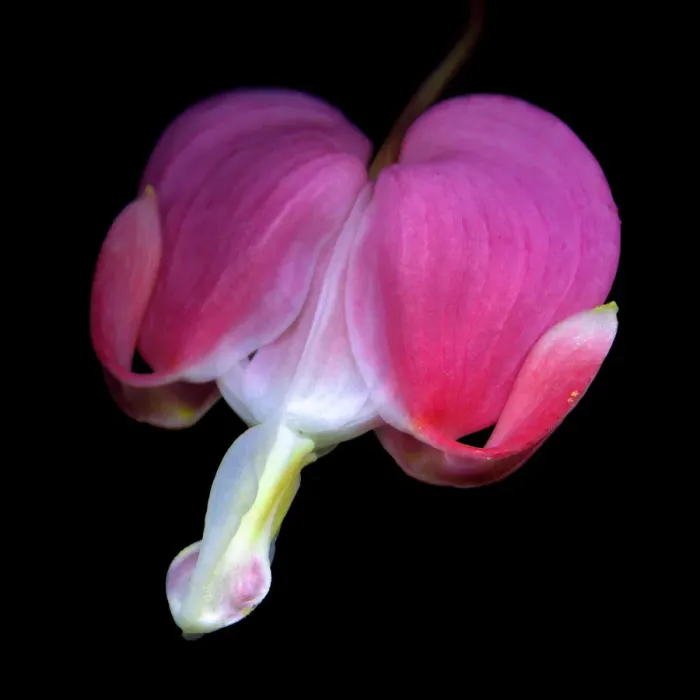Framed Print : Dicentra spectabilis flower Framed Print : Dicentra spectabilis flower