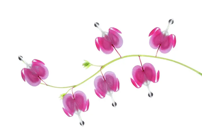 Framed Print : Dicentra stem Framed Print : Dicentra stem