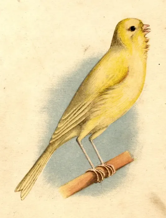 Framed Print : Dickey Bird Framed Print : Dickey Bird