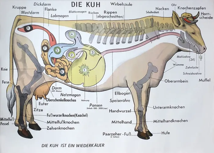 Framed Print : Die Kuh. Germany anatomical chart of the internal organs of a cow Framed Print : Die Kuh. Germany anatomical chart of the internal organs of a cow