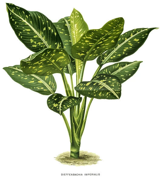 Dieffenbachia plant, 19 century illustration