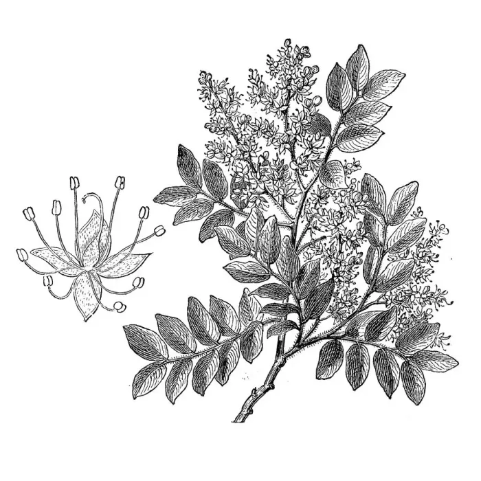 Framed Print : Diesel Tree, Rashed Tree and Salam tree (copaifera langsdorffii) Framed Print : Diesel Tree, Rashed Tree and Salam tree (copaifera langsdorffii)