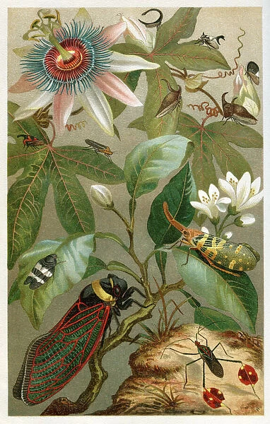 Different cicada 1897