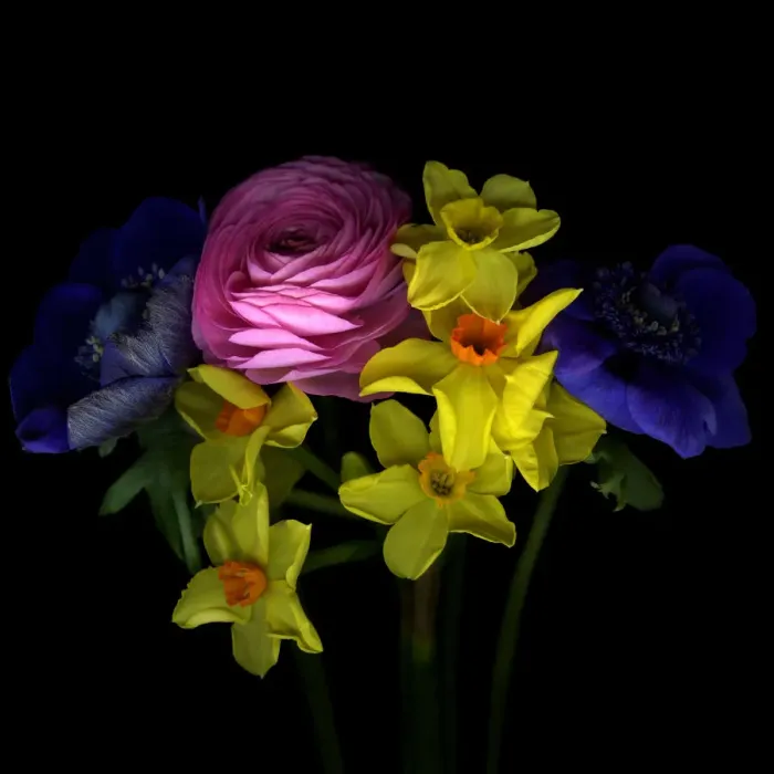 Framed Print : Different flower in spring Framed Print : Different flower in spring