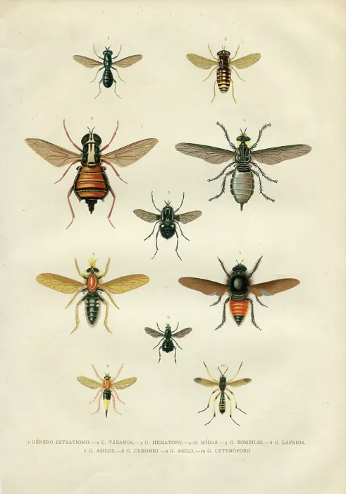 Framed Print : Different fly insects illustartion 1881 Framed Print : Different fly insects illustartion 1881