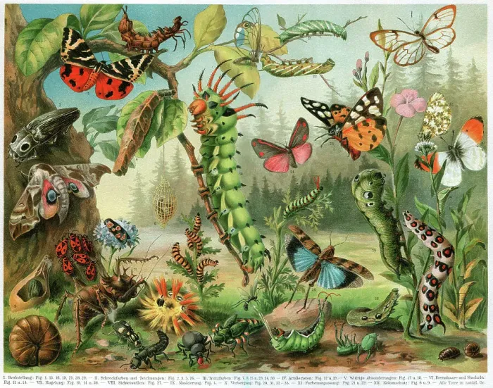 Framed Print : Different insects bugs and butterflies from all around the world Framed Print : Different insects bugs and butterflies from all around the world