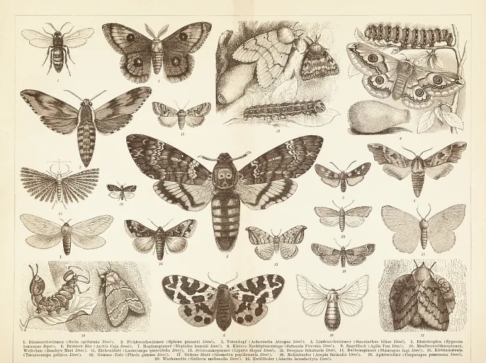 Framed Print : Different insects moth Lepidoptera death's head illustration Framed Print : Different insects moth Lepidoptera death's head illustration