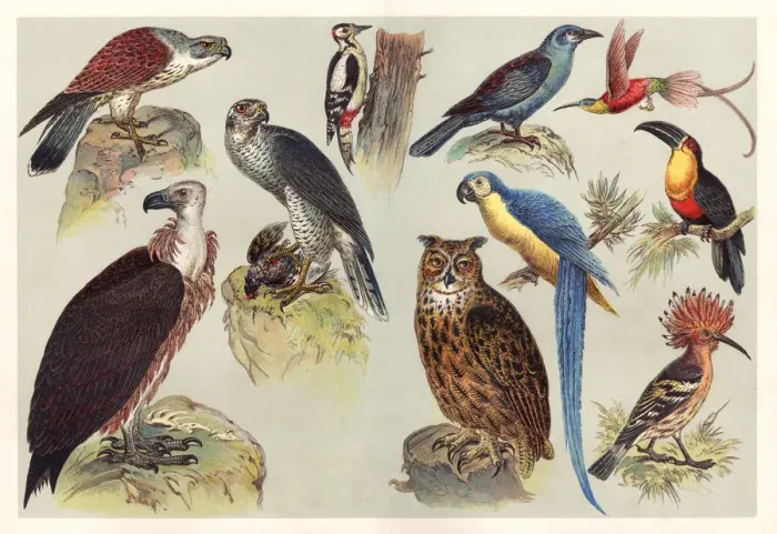 Framed Print : Different kids of birds chromolithography 1888 Framed Print : Different kids of birds chromolithography 1888