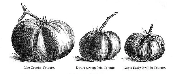 Different kids of tomatoes illustration 1874