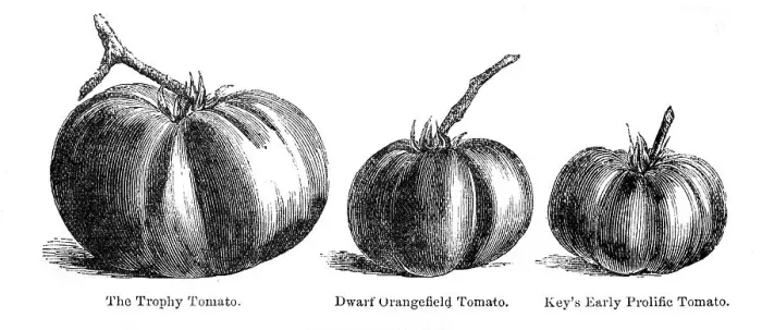 Framed Print : Different kids of tomatoes illustration 1874 Framed Print : Different kids of tomatoes illustration 1874