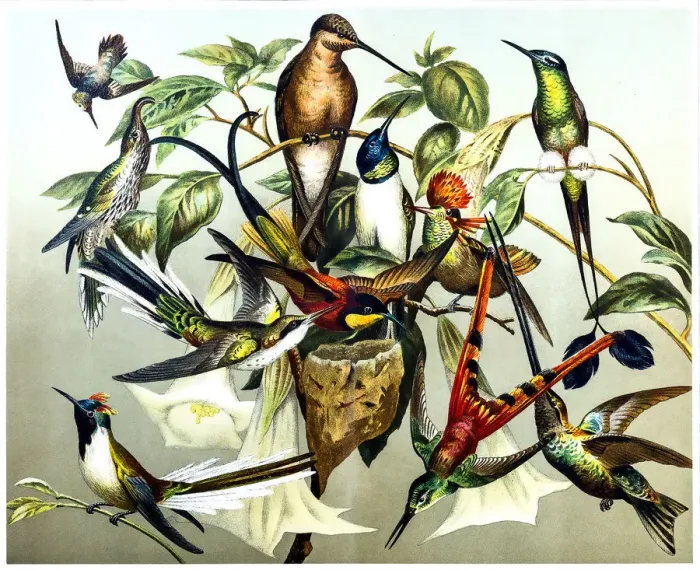 Framed Print : Different kinds of Hummingbirds Framed Print : Different kinds of Hummingbirds
