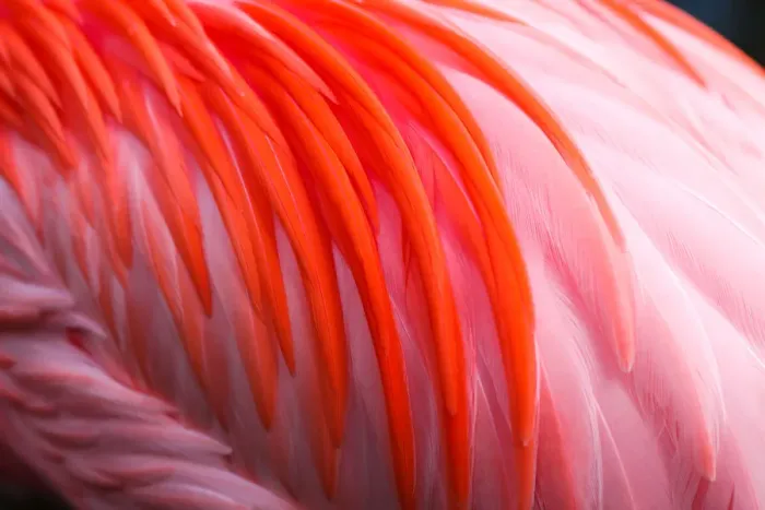 Framed Print : Different shades of flamingo pink feathers