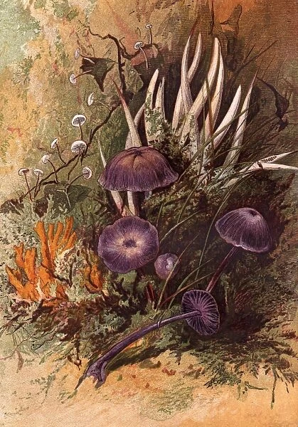 Fungi. circa 1900: Different species of fungi including