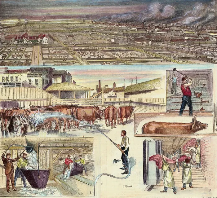 Framed Print : Different Stages of Cattle Industry Framed Print : Different Stages of Cattle Industry