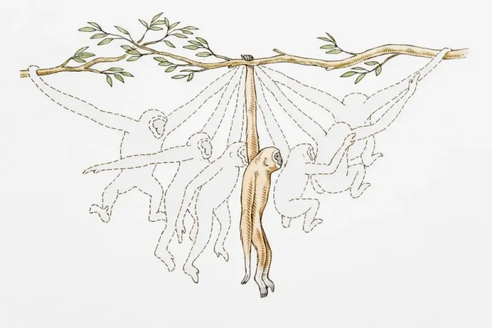 Framed Print : Different stages of monkey swinging from branch to branch Framed Print : Different stages of monkey swinging from branch to branch