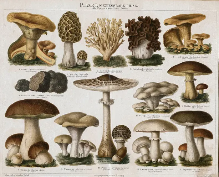 Framed Print : Different Types of Edible Mushrooms Framed Print : Different Types of Edible Mushrooms