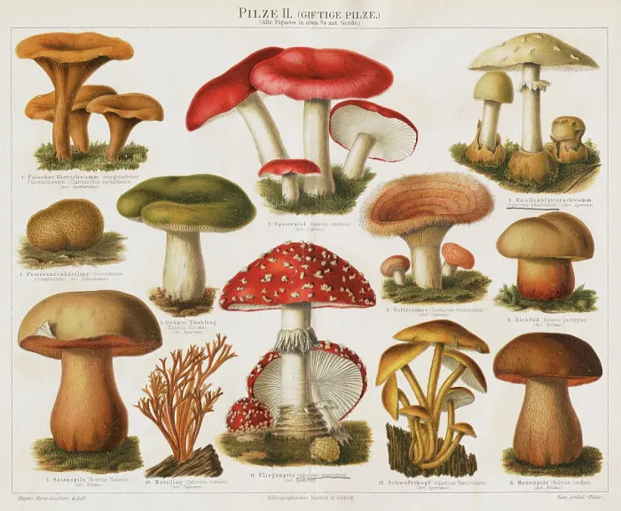 Framed Print : Different Types of Poisonous Mushrooms Framed Print : Different Types of Poisonous Mushrooms