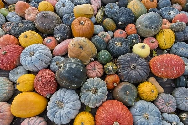 Different varieties of pumpkins, squashes and gourds -Cucurbita pepo-, Baden-Wuerttemberg, Germany, Europe