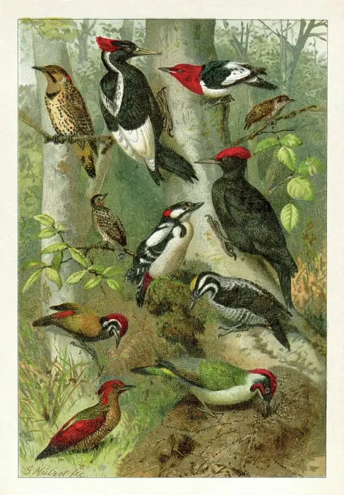 Framed Print : Different woodpecker bird drawing 1898 Framed Print : Different woodpecker bird drawing 1898