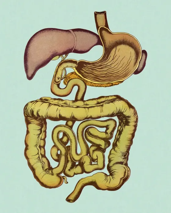 Framed Print : Digestive Tract Framed Print : Digestive Tract