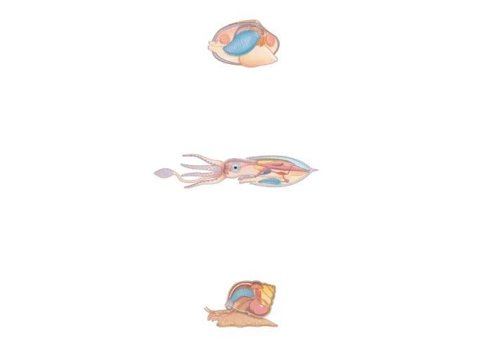 Framed Print : Digital cross section illustration of bivalve, squid, and snail anatomy