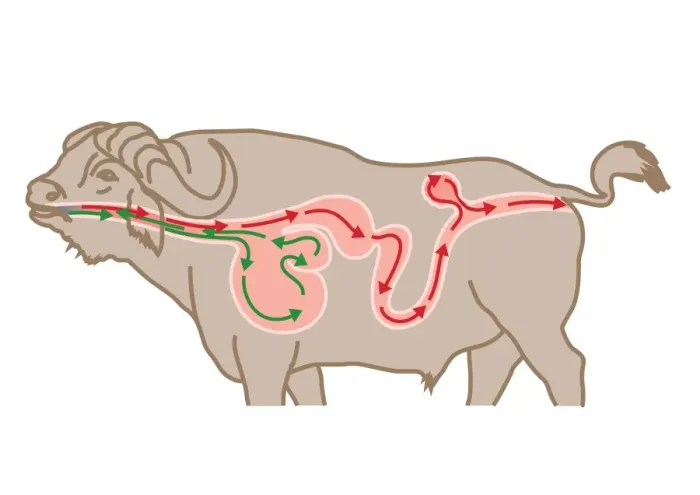 Framed Print : Digital cross section illustration of four chambers in stomach of ruminant, showing rumen, reticulum