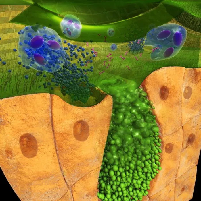 Framed Print : Digital cross section illustration of ciliate cell showing rhinovirus and antobodies in nasal cavity Framed Print : Digital cross section illustration of ciliate cell showing rhinovirus and antobodies in nasal cavity
