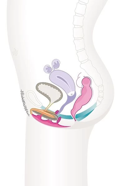 Digital cross section illustration of female reproductive system