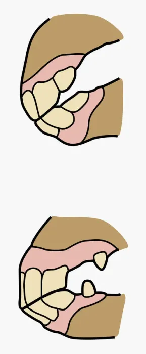 Framed Print : Digital cross section illustration of horse jaw showing development of teeth between one year and ten years