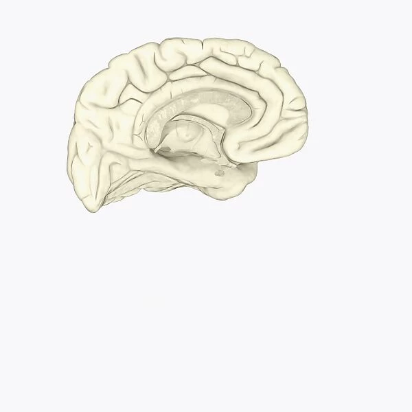 Digital cross section illustration of human brain