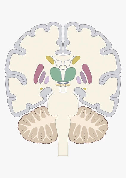 Digital cross section illustration of human brain showing location of basal nuclei