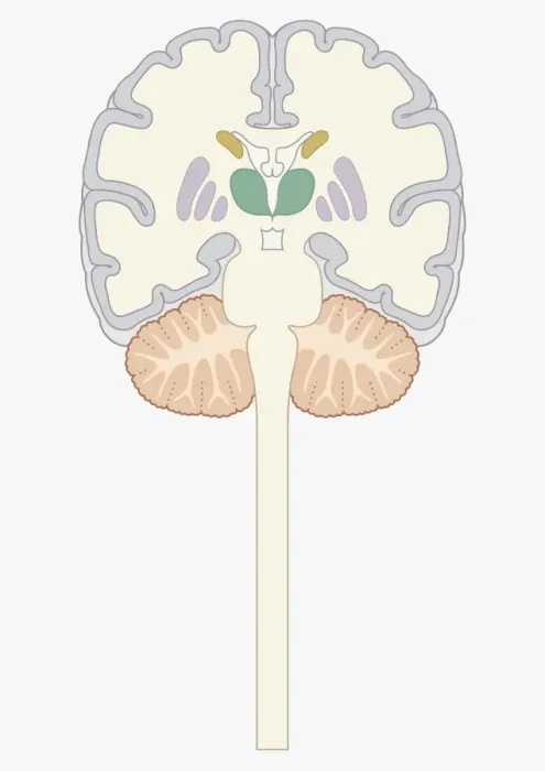 Framed Print : Digital cross section illustration of human brain