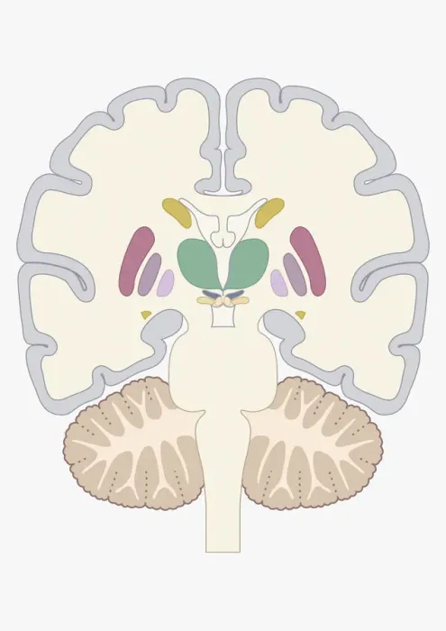 Framed Print : Digital cross section illustration of human brain showing location of basal nuclei Framed Print : Digital cross section illustration of human brain showing location of basal nuclei