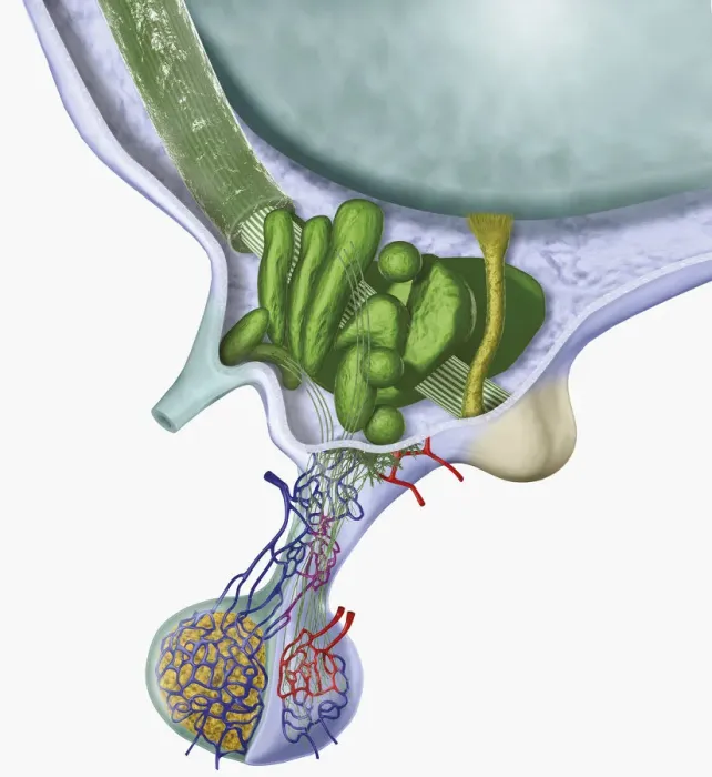 Framed Print : Digital cross section illustration of human hypothalamus and pituitary gland Framed Print : Digital cross section illustration of human hypothalamus and pituitary gland