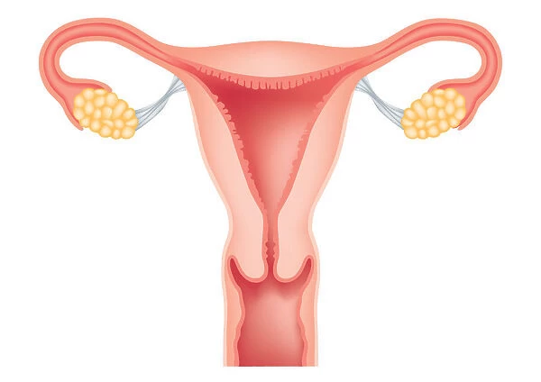 Digital cross section illustration of human uterus, fallopian tubes, ovaries, cervix, and vagina