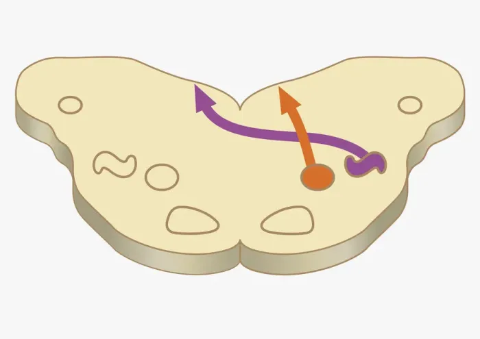 Framed Print : Digital cross section illustration of impulses from lower brain stem passing to inferior colliculus of midbrain