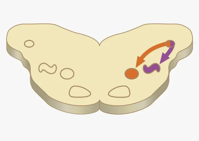Framed Print : Digital cross section illustration of impulses passing from nearer cochlea nucleus to lateral superior olive Framed Print : Digital cross section illustration of impulses passing from nearer cochlea nucleus to lateral superior olive